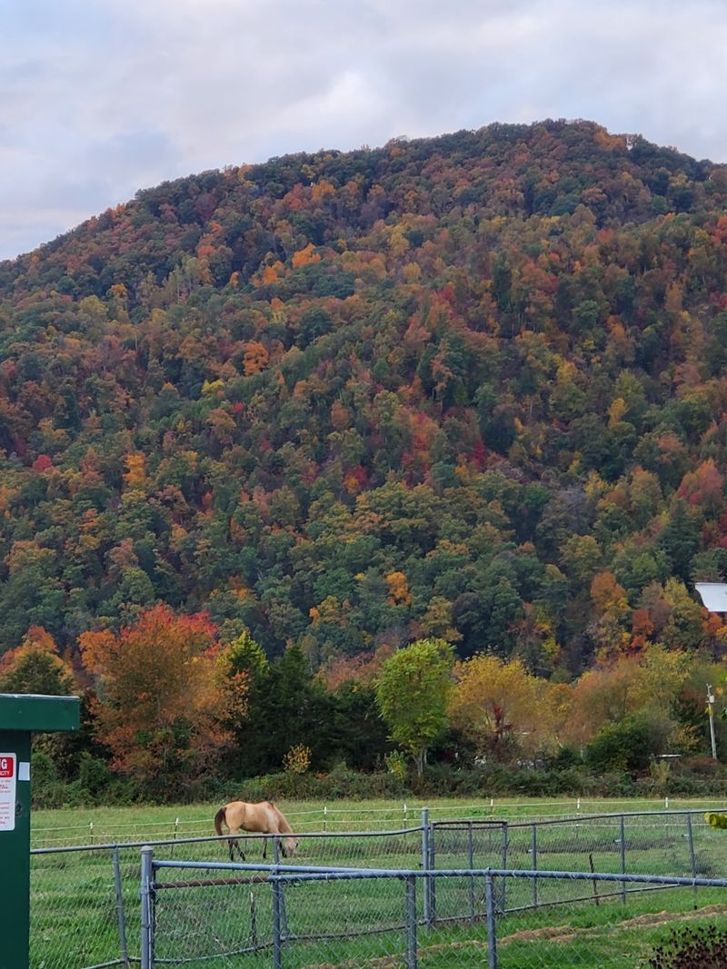 Why The Leaves Turn Early Here