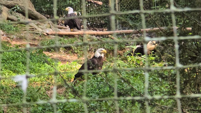 Why These Eagles Cannot Return To The Wild