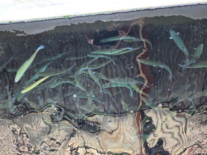 Raceways Packed With Thousands Of Trout