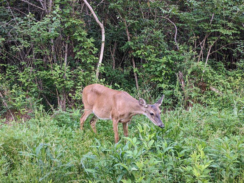 Wild Neighbors Just Minutes From Downtown