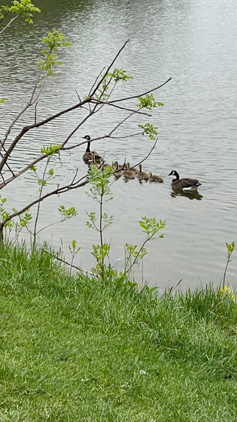 Ducks, Herons, And The Occasional Fox