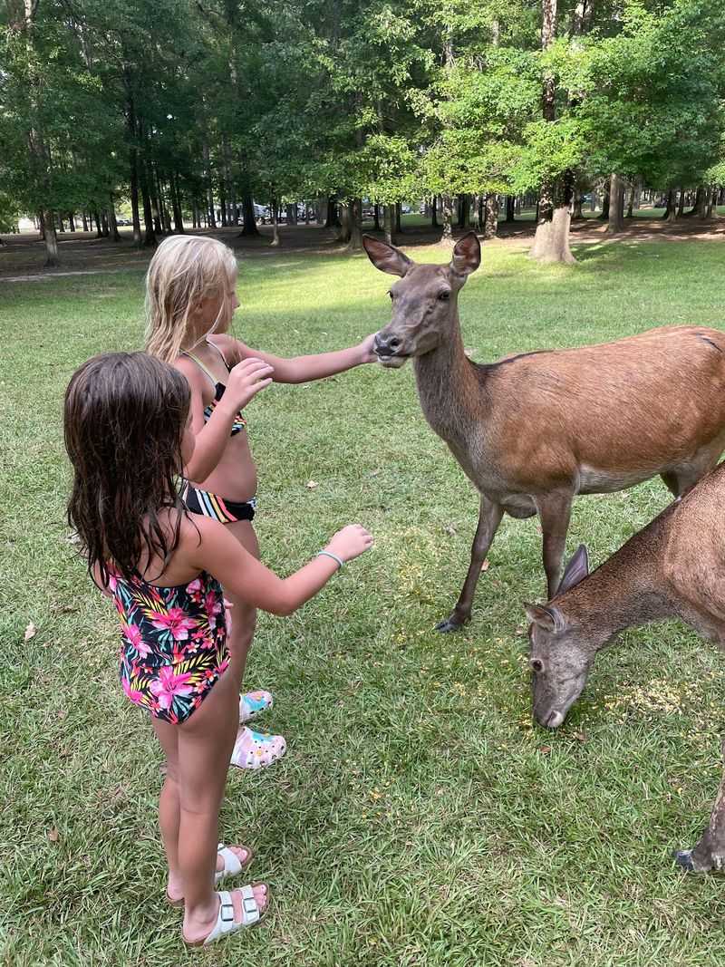 Where Deer Roam Free