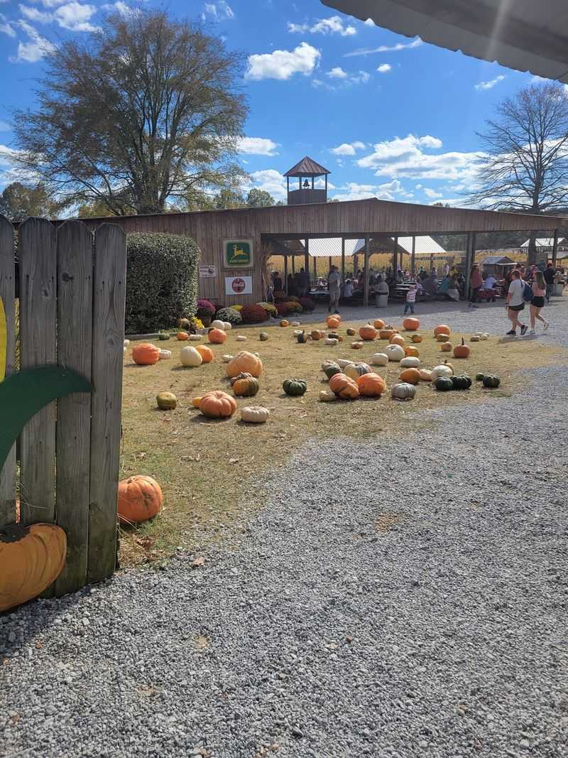 Thousands of Pumpkins Across the Patch