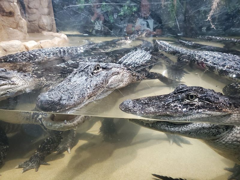 Why Reptile Fans Keep Adding It To The Itinerary