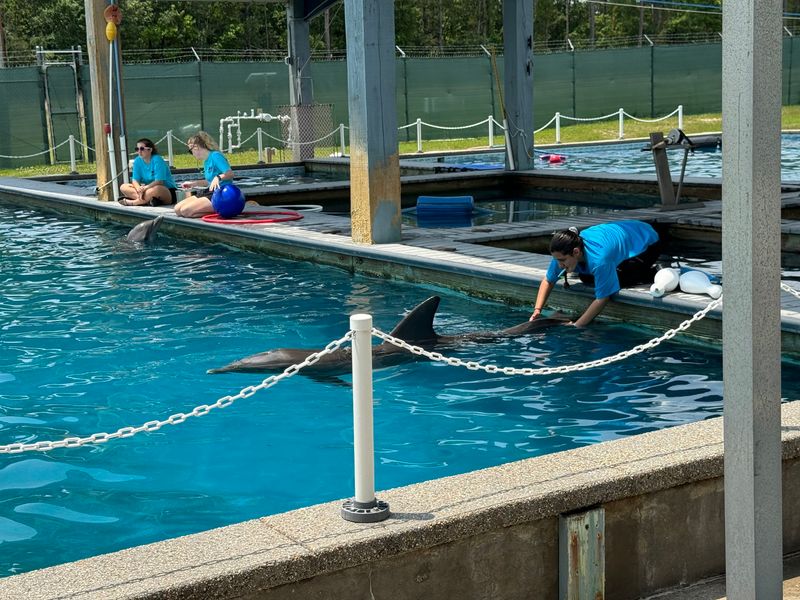 Four Decades Of Stranding Response On The Gulf Coast