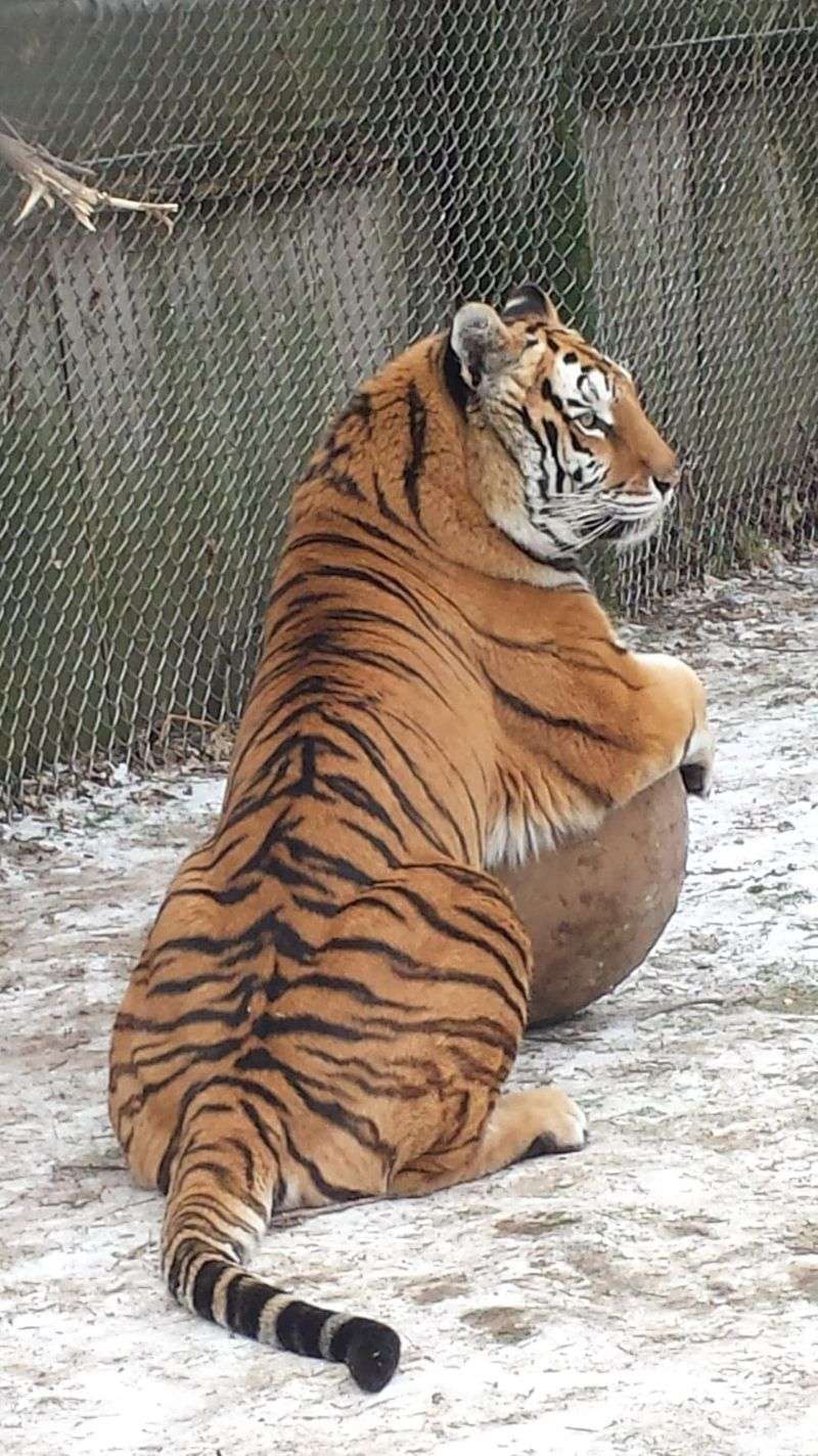 Big Cats That Steal The Show Every Time