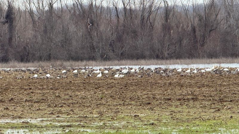 Why The Mississippi Flyway Made This Spot Matter