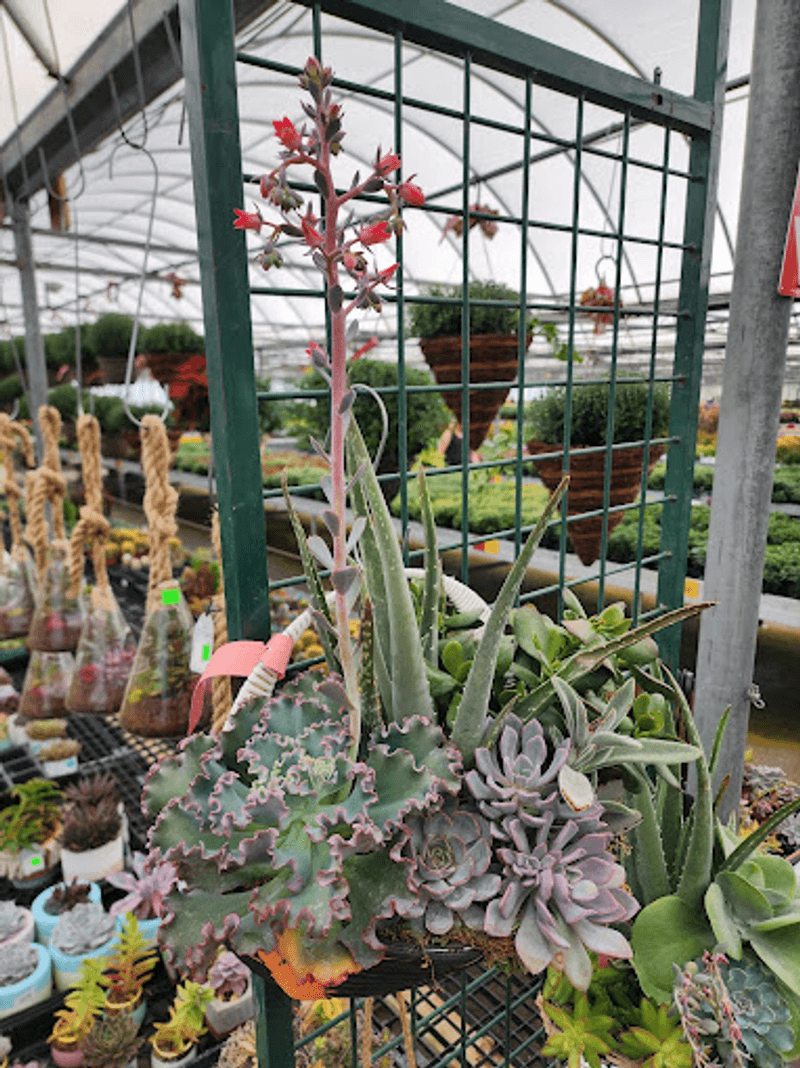Finding Hi-Way Garden Center On Tonawanda Creek Road