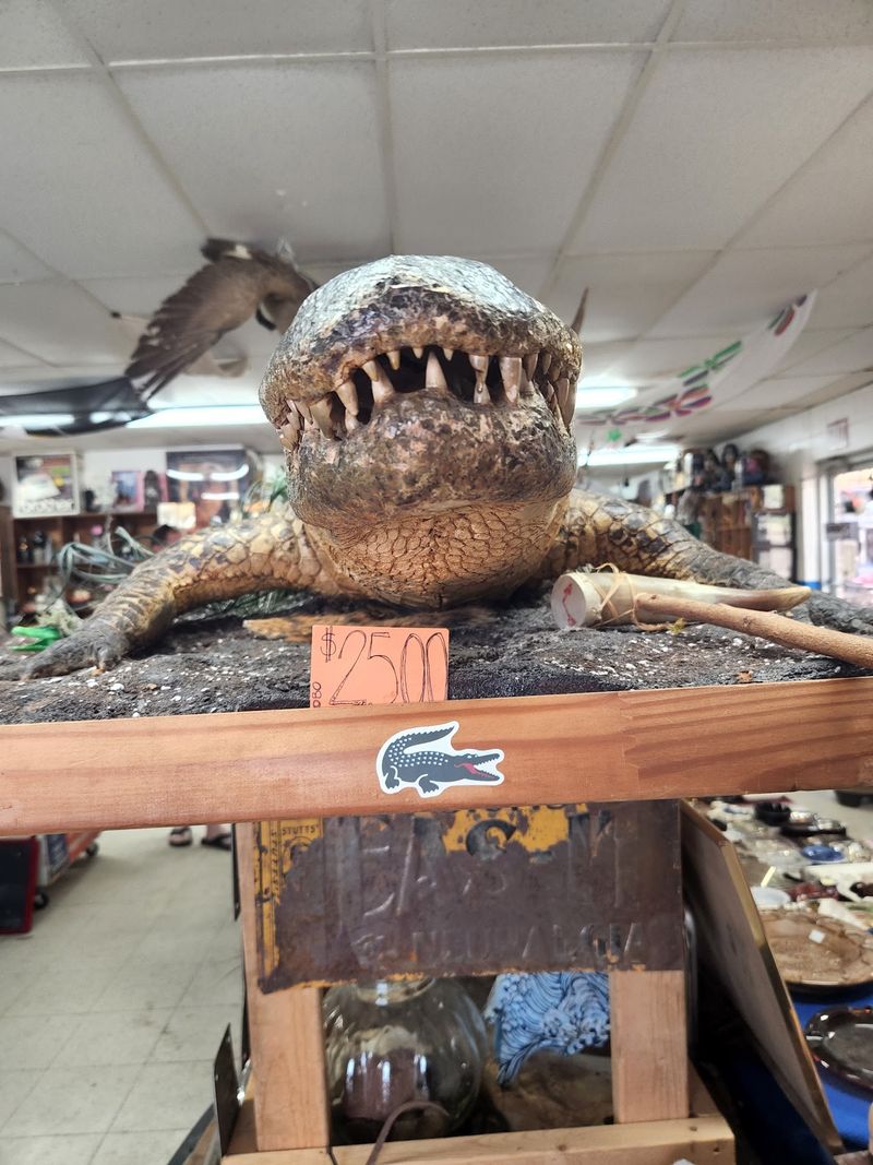 Taxidermy And Bones Around Every Corner