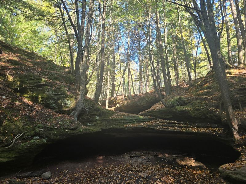 Old Growth Trees And Forest That Feels Untouched