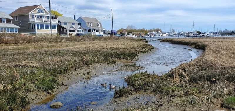 The Salt Marsh Serenade
