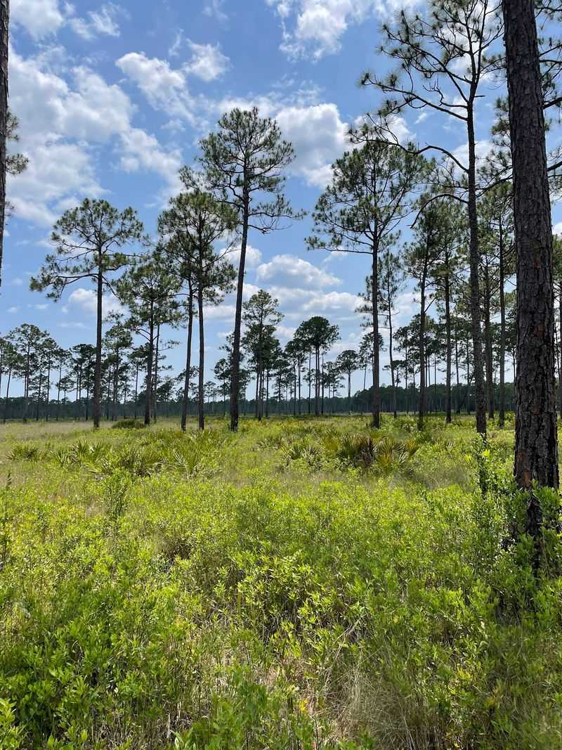 Wet Pine Savanna, One of the Rarest Landscapes on the Gulf