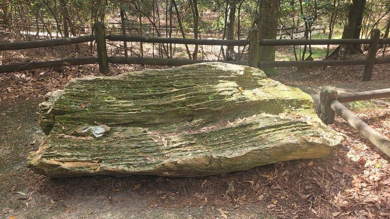 How Trees From Up North Ended Up Frozen In Mississippi Clay