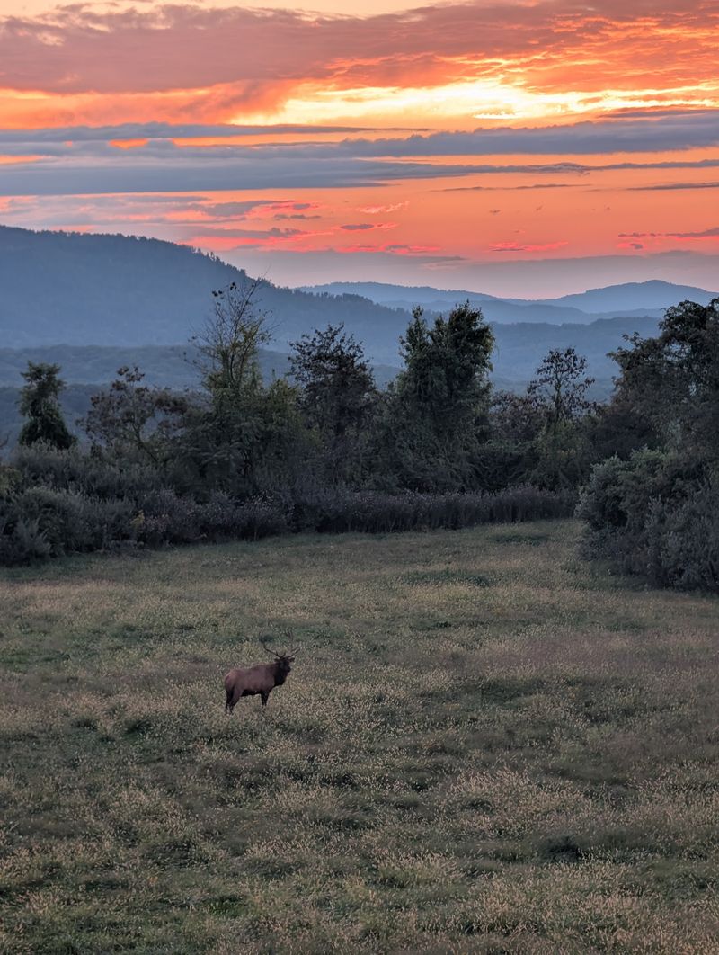 How Elk Came Back To Tennessee