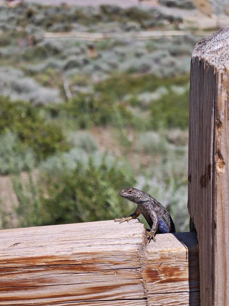 Critters, Birds, And Quiet Encounters