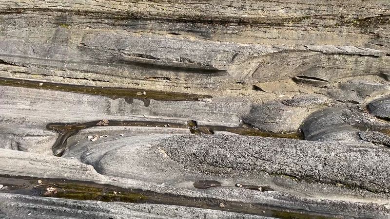 Seashell Fossils Hiding in the Bedrock