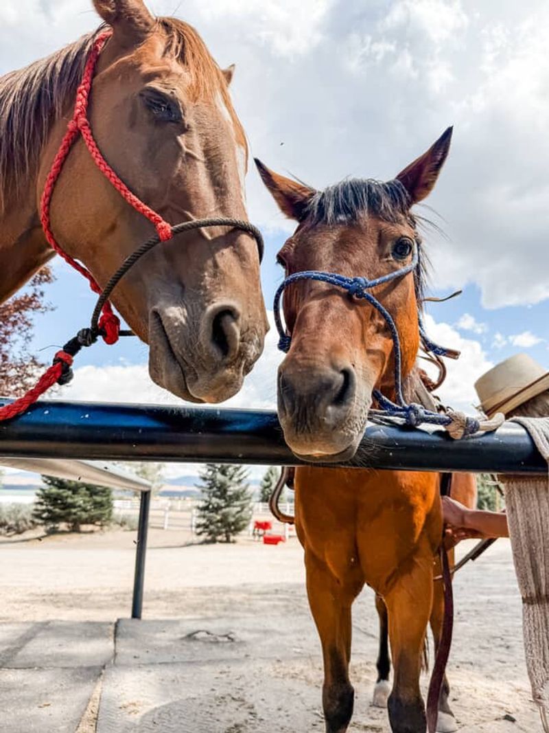Meet The Horses Who Make Every Ride Smooth