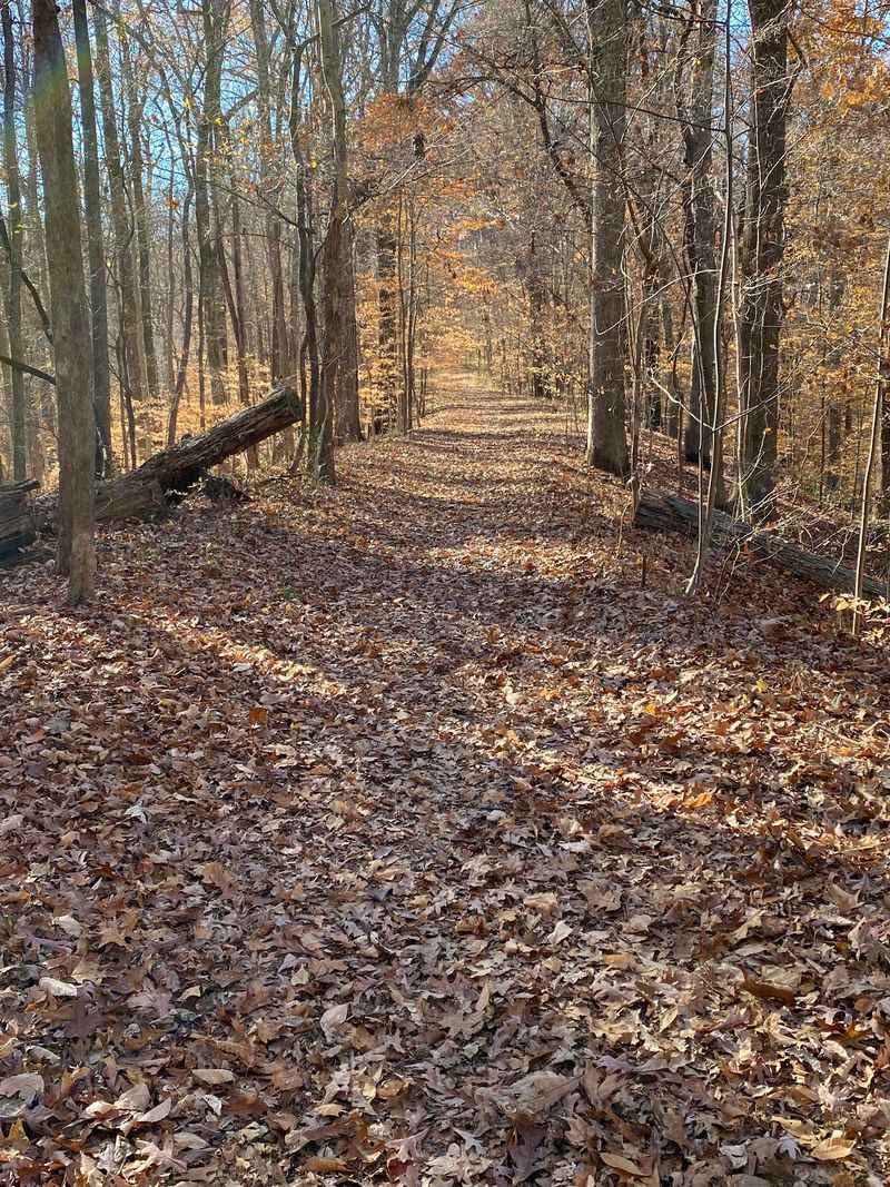 How A Newspaper Editor Saved This Forest