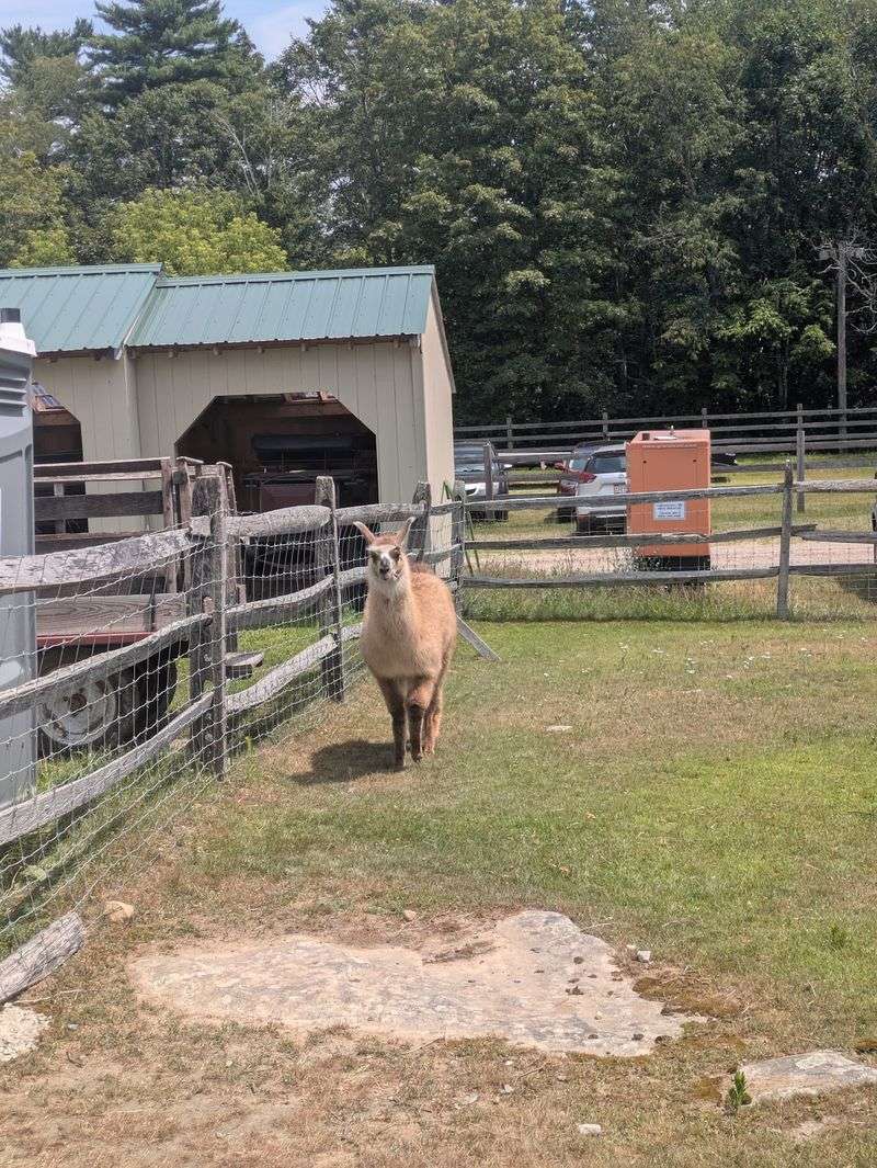 Meeting A Camel In The Granite State