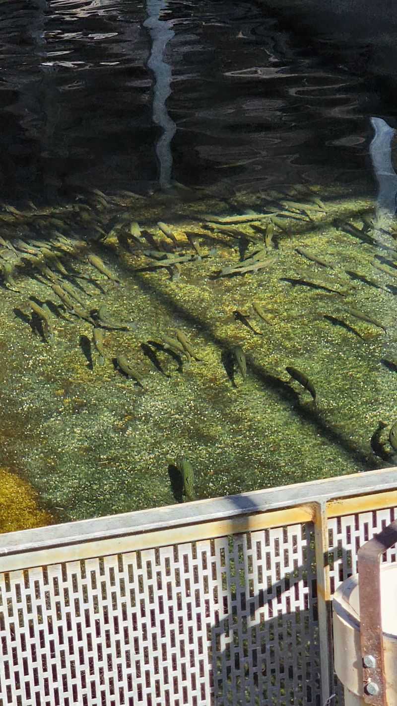 Why Nevada Needed a Hatchery Like This