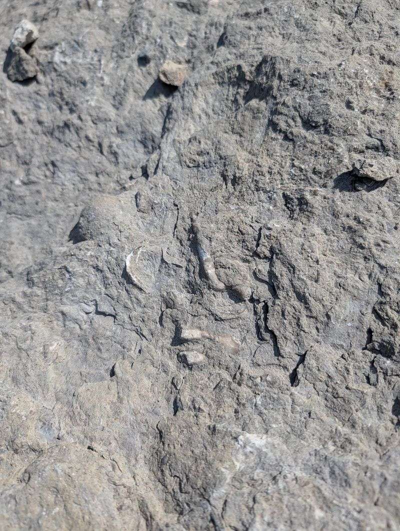 Shale From a Tropical Sea That Vanished 380 Million Years Ago