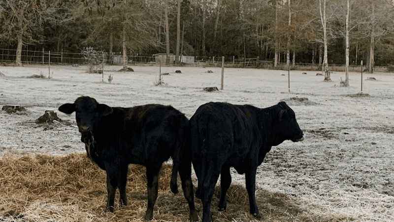 Black Creek Farm llc, Picayune, MS