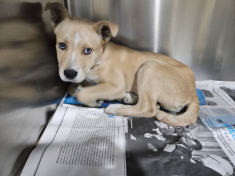 What The $125 Adoption Fee Covers