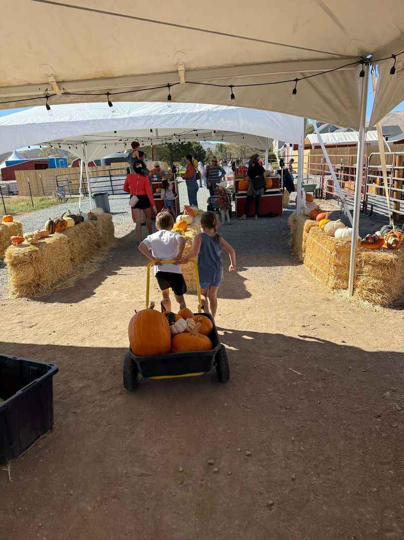 Caramel Apples, Food Trucks, And The Farm Store