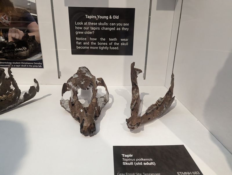 The World's Biggest Haul Of Fossil Tapirs