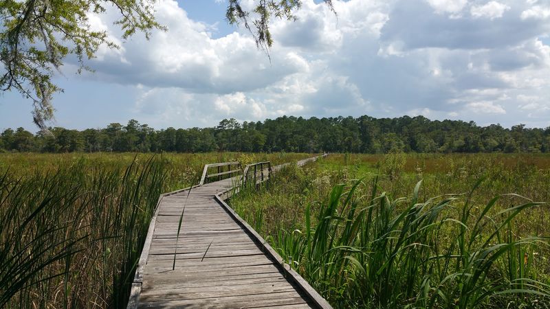 Altamaha Wildlife Management Area