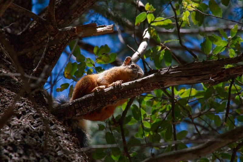 Wildlife Beyond The Birds