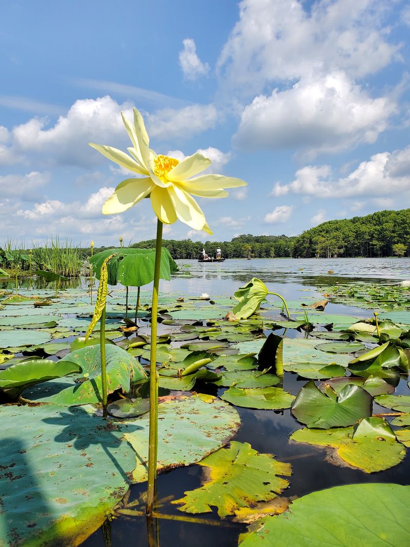 A Lake Built by A Giant Logjam