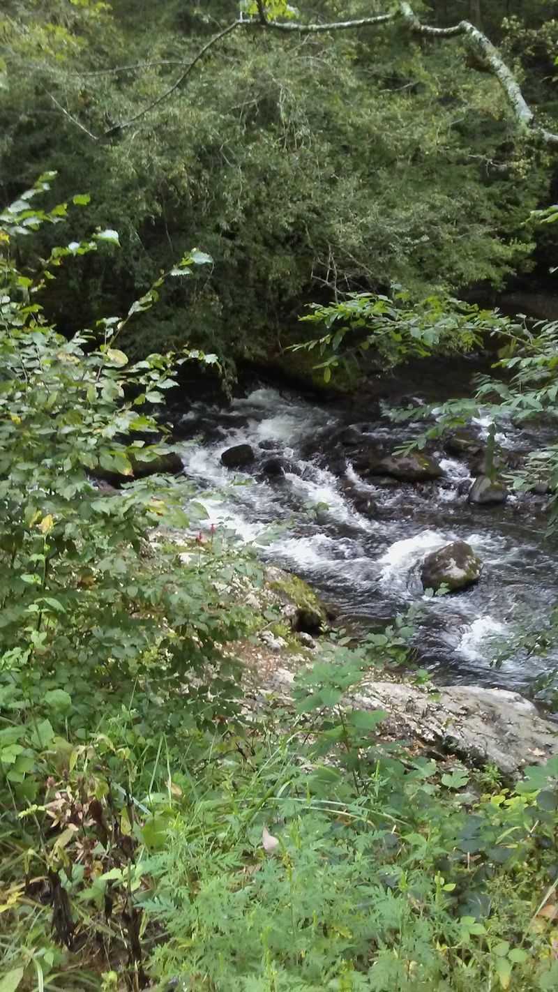 Two National Forests Sharing One Invented Name
