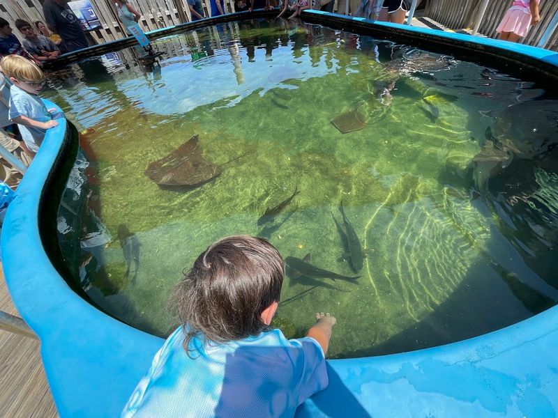 The Alabama Aquarium Reveals The Wild Coastal World Surrounding The Island