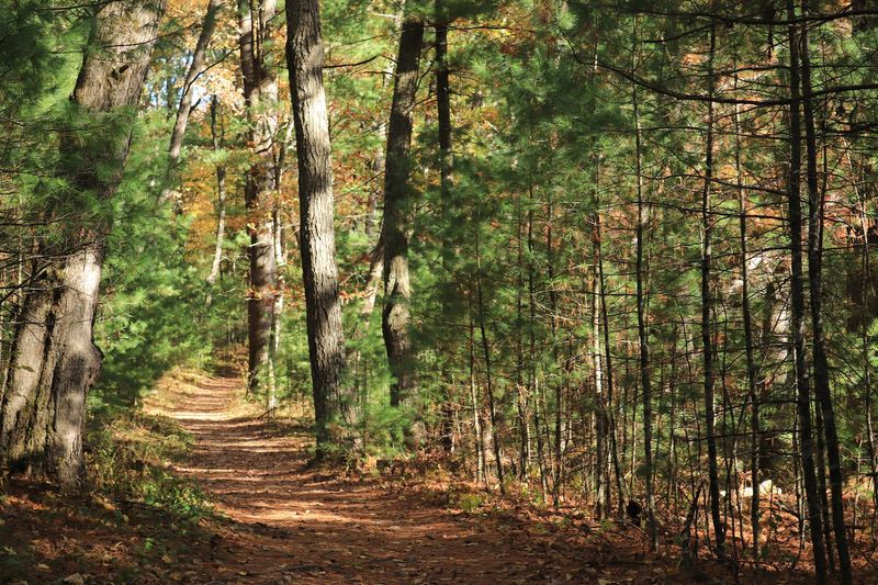 Easy Trails Through Pines, Oaks, And Prairie