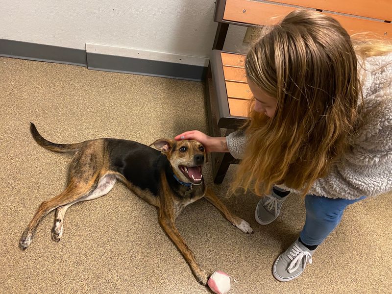 Humane Society Of The Tennessee Valley