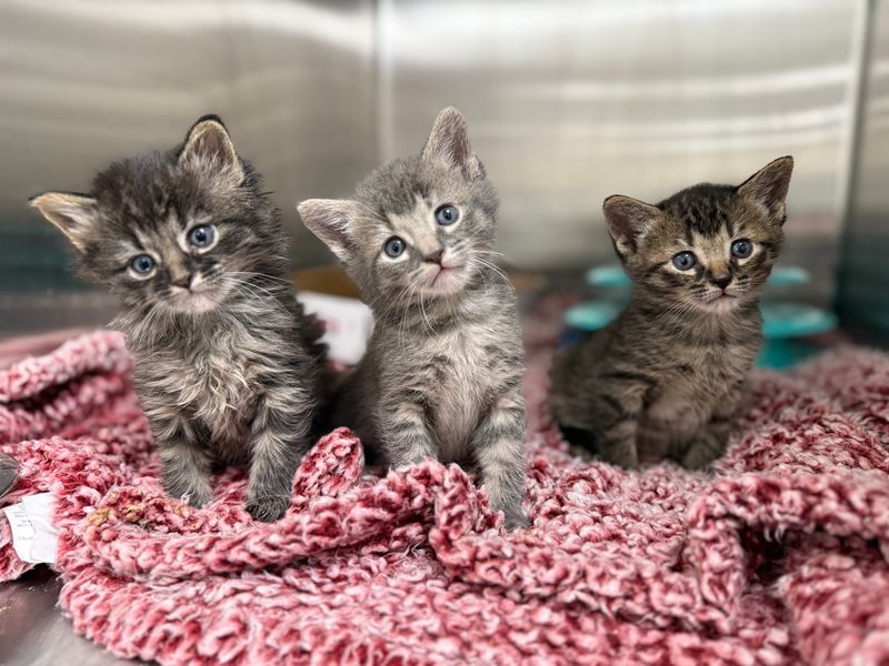 MSPCA Animal Care And Adoption Center