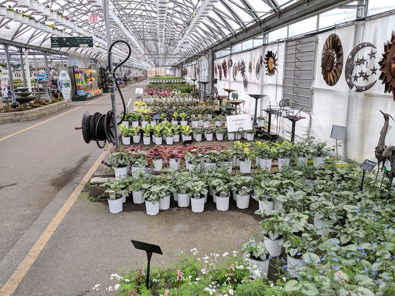 Perennials Chosen For Local Winters