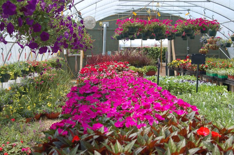 Vegetable Starts For Anyone Dreaming Of Homegrown Tomatoes
