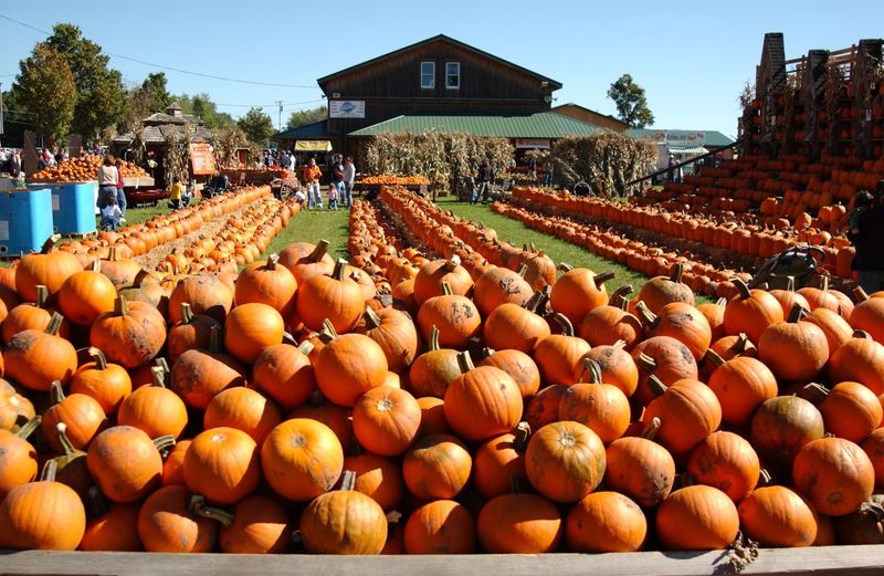 Great Pumpkin Farm, Clarence, NY
