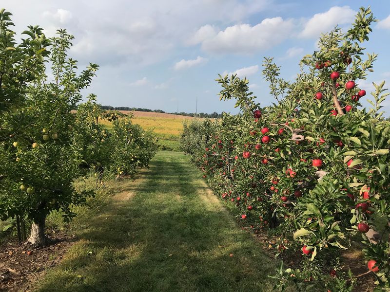Lynd Fruit Farm, Pataskala
