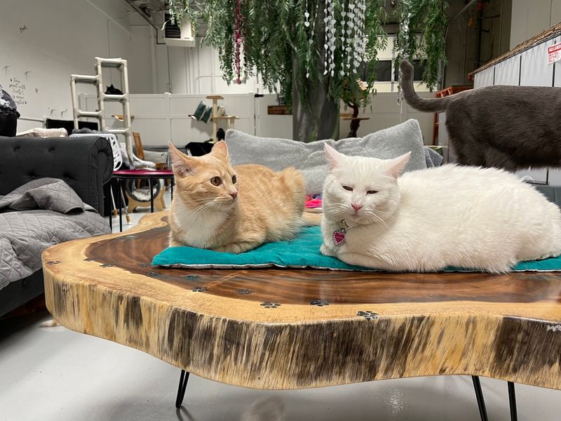 A Cat Lounge Tucked Into South Reno
