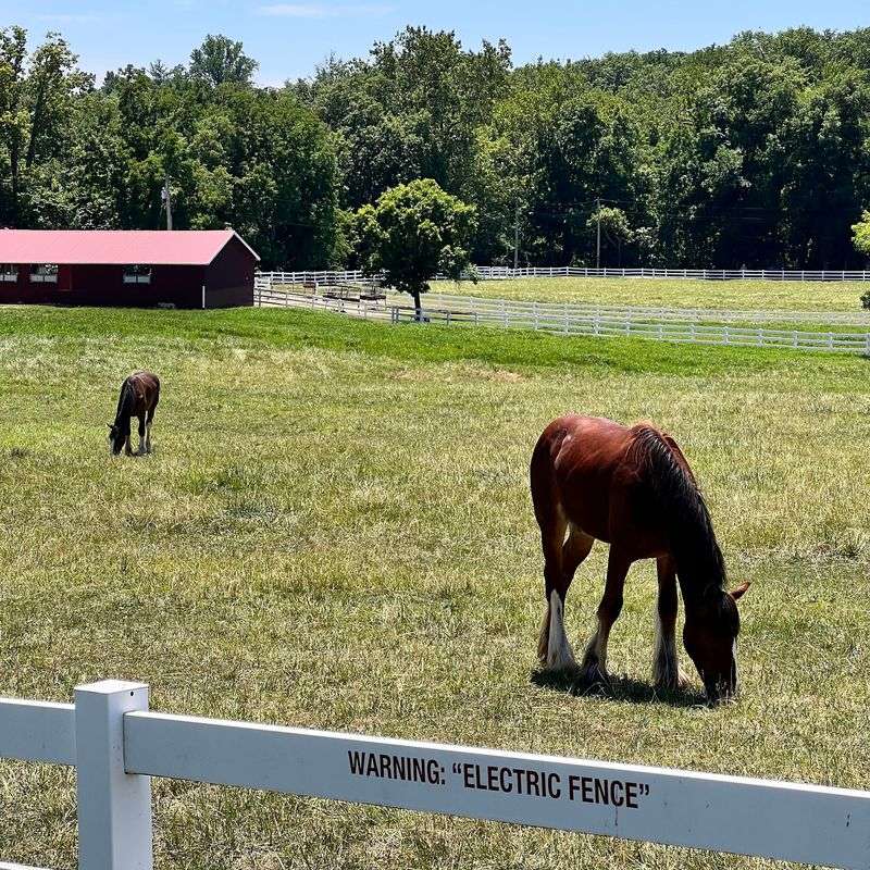 Famous Horses Next Door