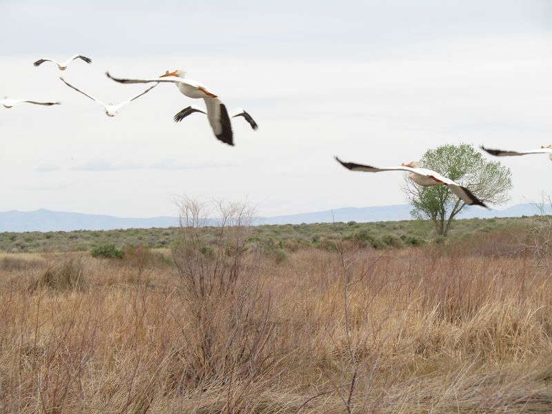 Pelicans, Ibis, And Other Desert Surprises