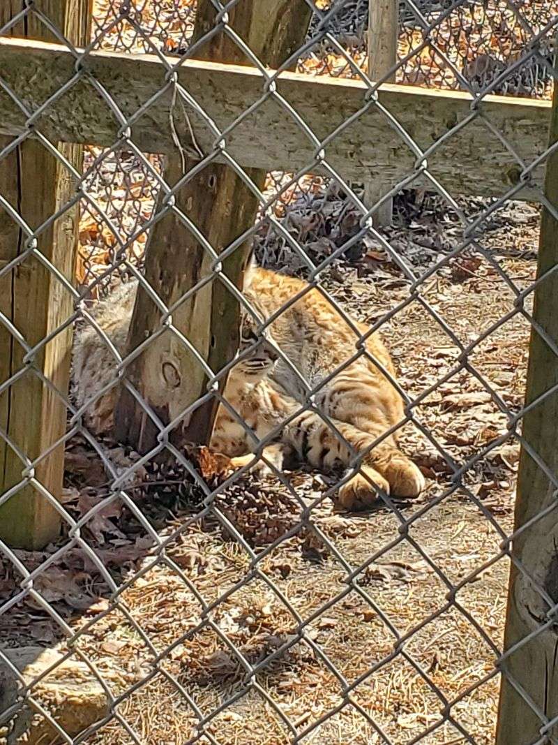 Native Wildlife You Rarely See In The Wild