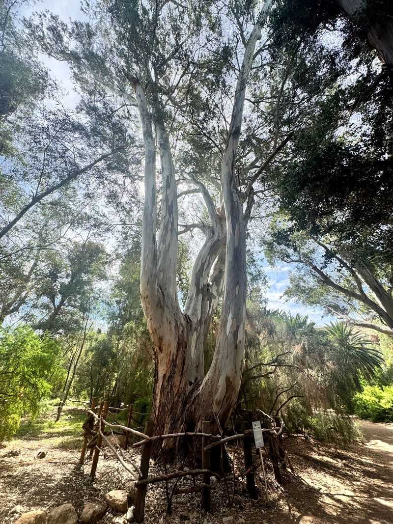 Giant Eucalyptus Trees Create A Shady Forest