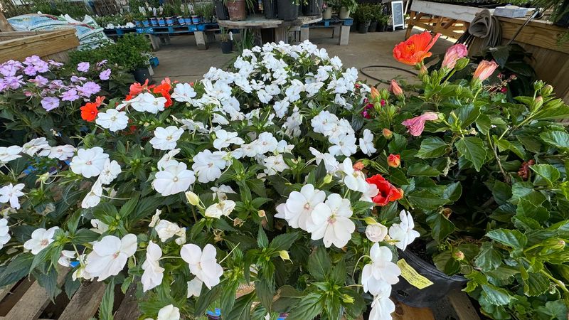 Potted Plants, Fresh Flowers, and Handmade Gifts