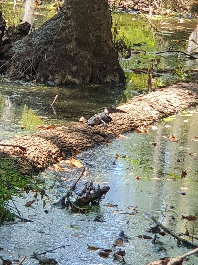 Baby Alligators Sunning On Floating Logs