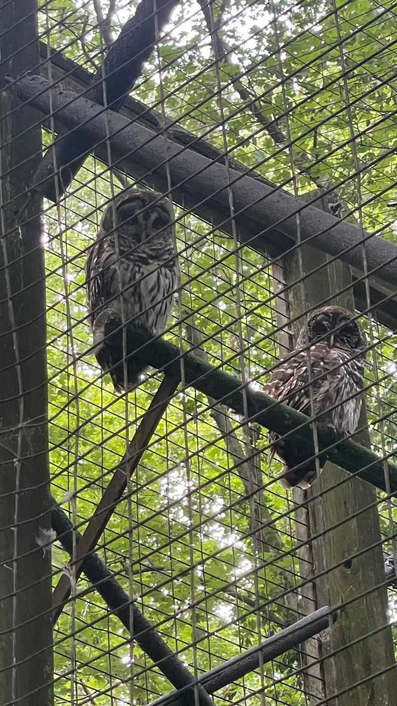 The Raptor Enclosures Kids Talk About Later