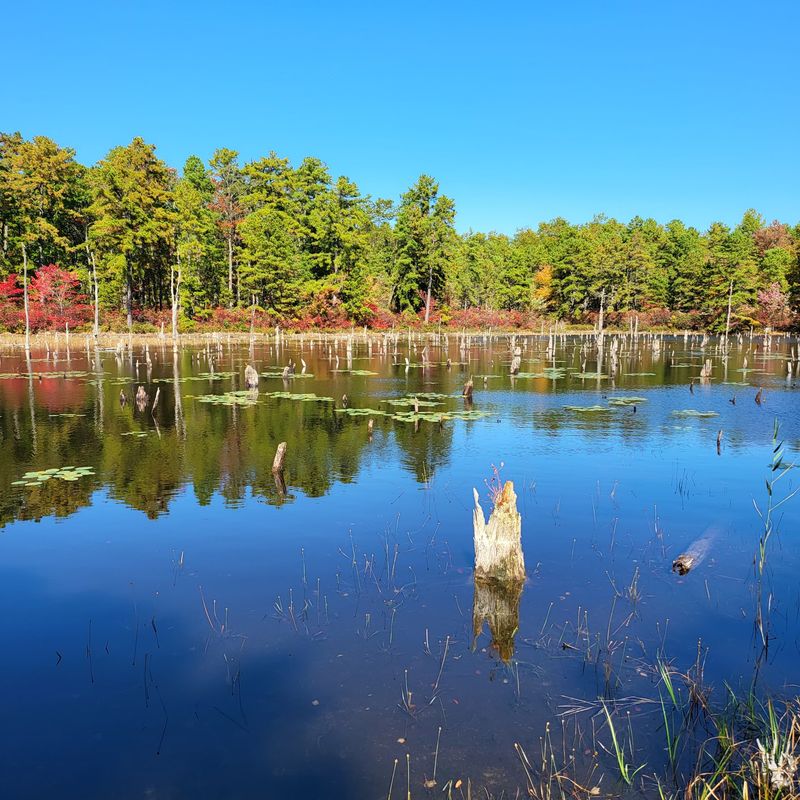 Greenwood Forest Wildlife Management Area